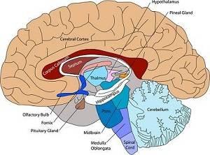 braindiagram1
